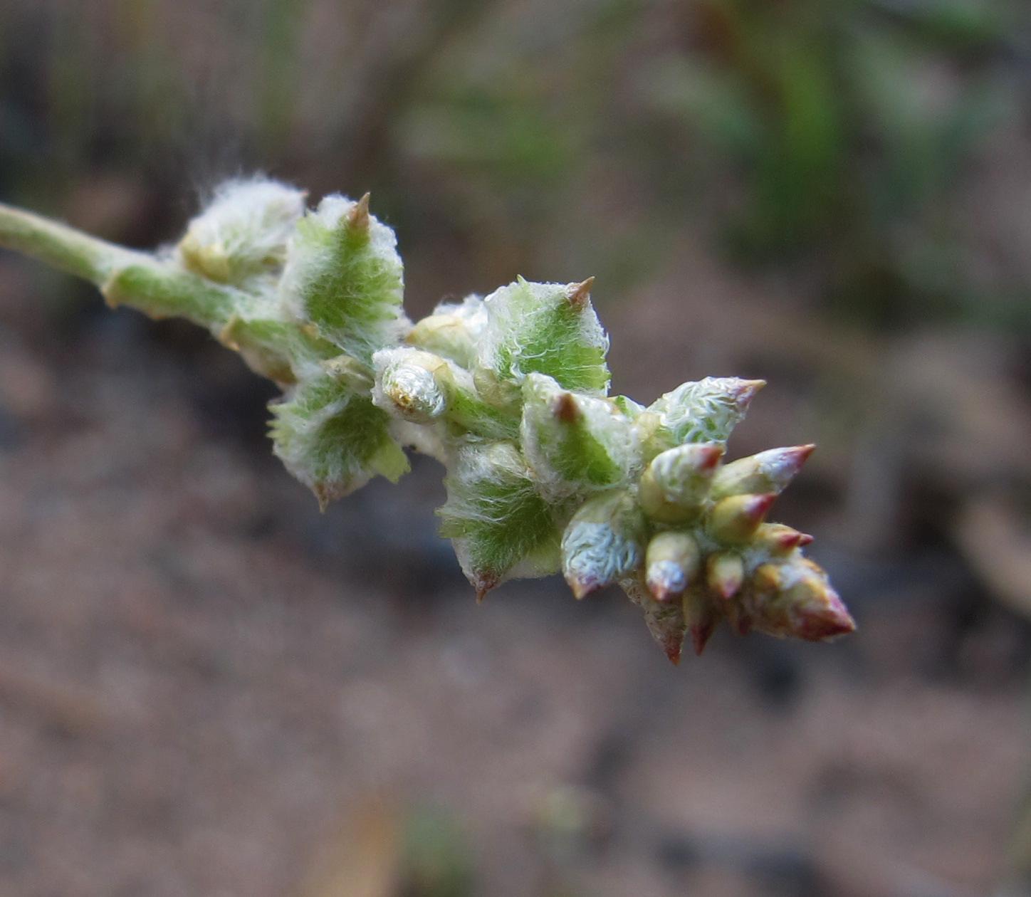 Frankie Coburn (https://swbiodiversity.org/seinet/imagelib/imgdetails.php?imgid=415634)